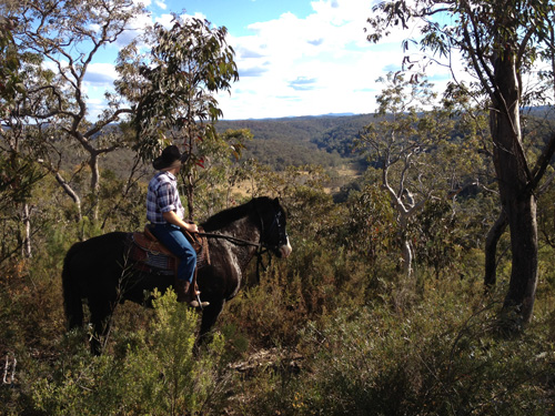 Horse Riding Near Blue Mountains