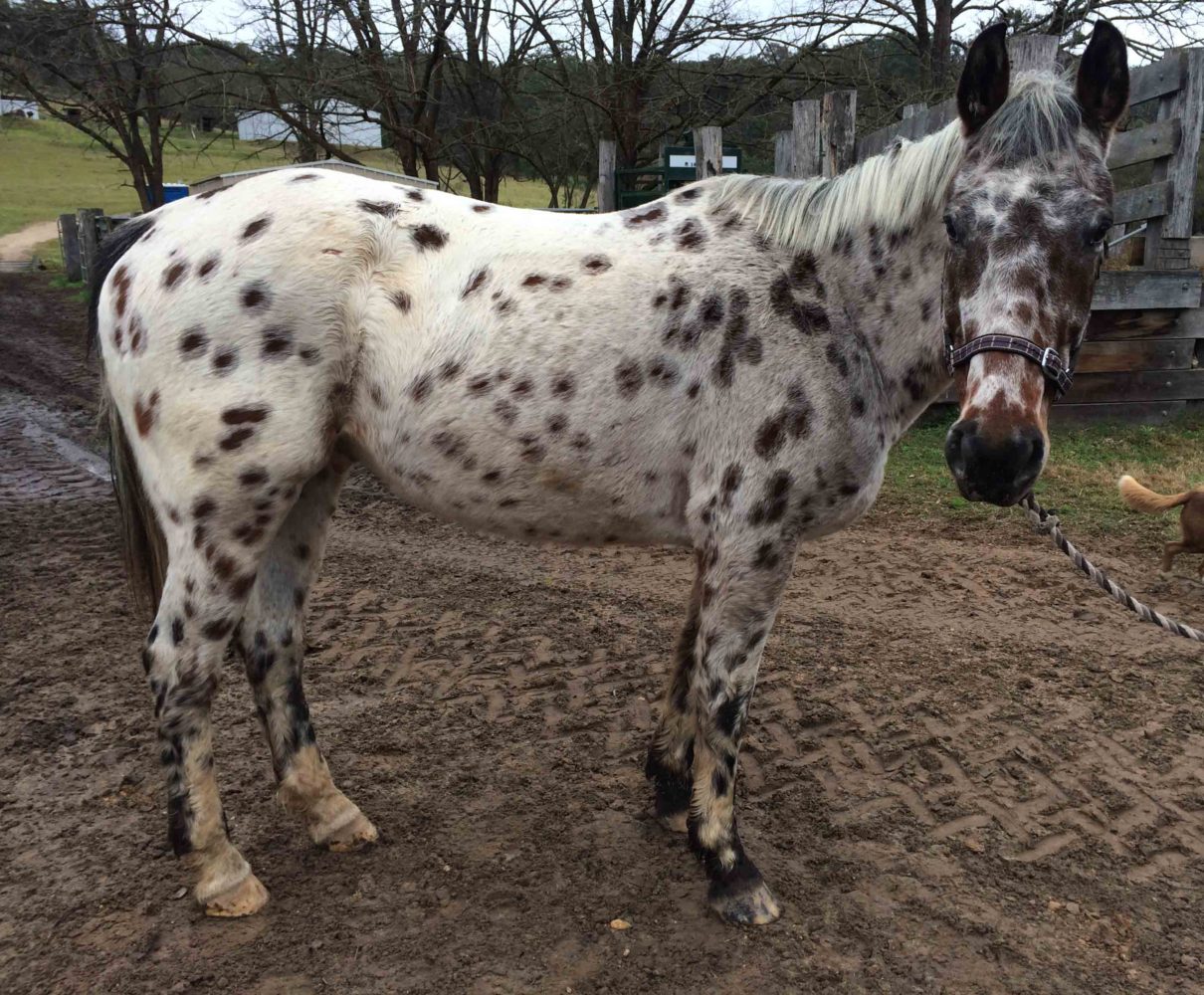 Introducing Our New Appaloosa