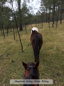 Tiga and Pippa at Chapman Valley Horse Riding