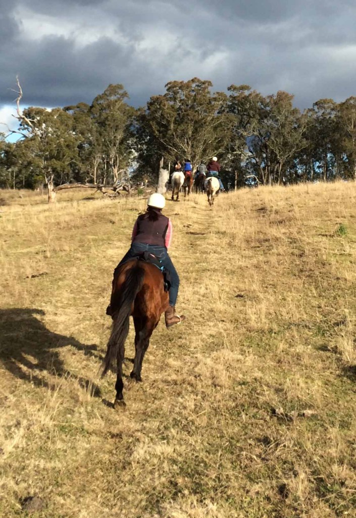 Galloping horses at CVHR