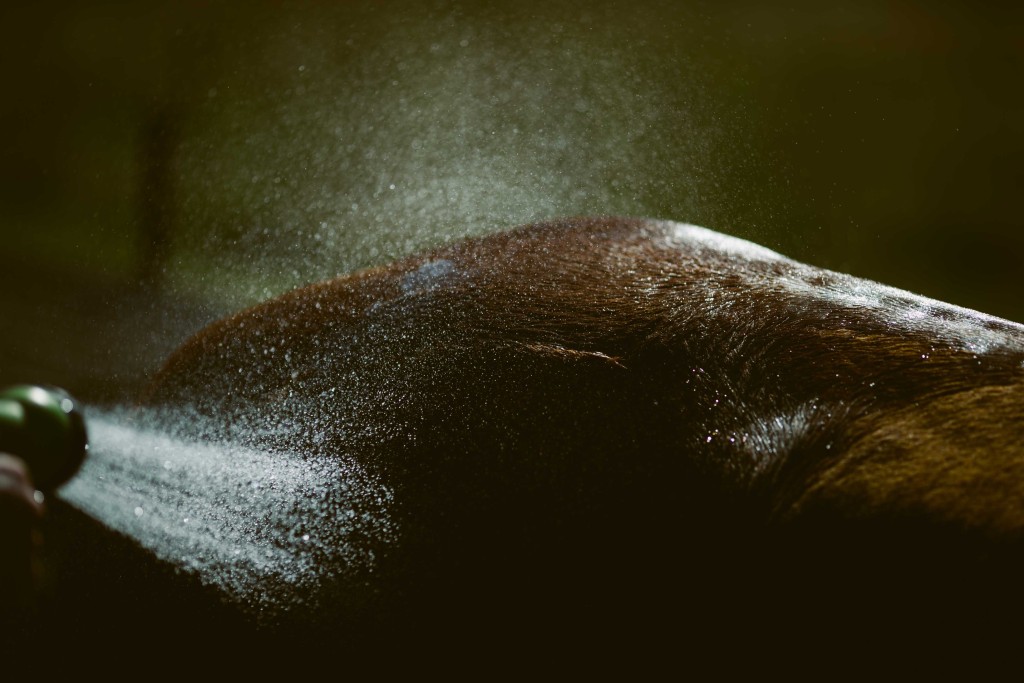 Gorgeous close-up of Kate being hosed off! Love this photo!