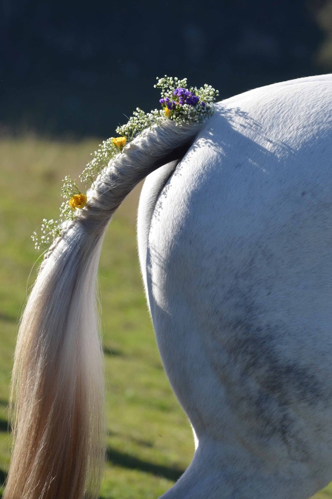 Flowers in Pippa's tail