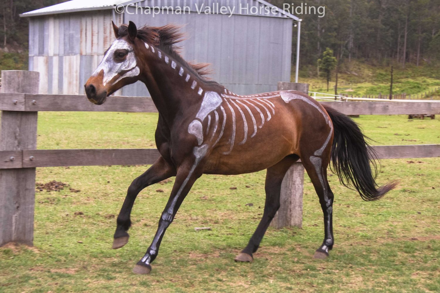 Horses at Chapman Valley Celebrate Halloween with Costumes!