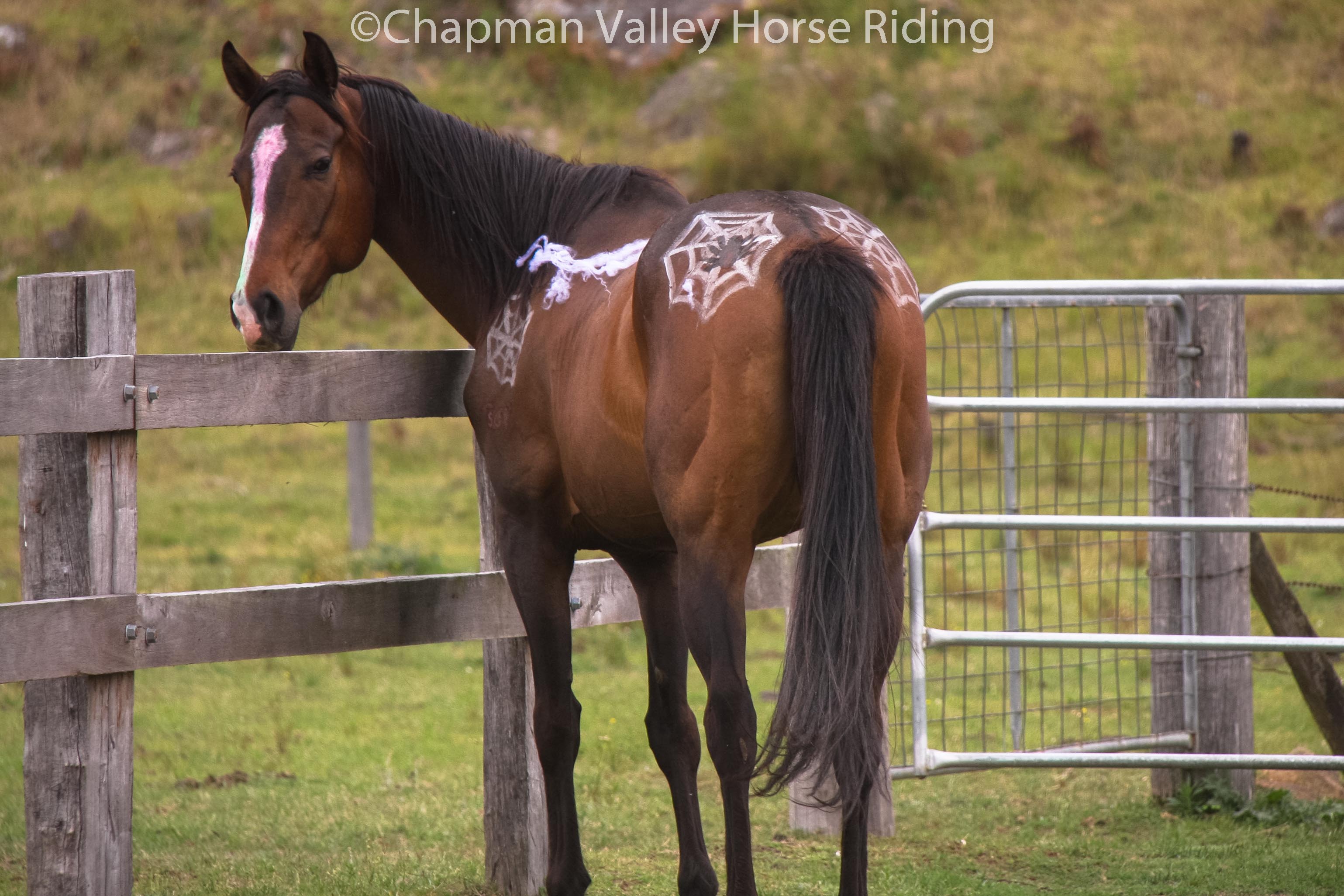 Horses at Chapman Valley Celebrate Halloween with Costumes!