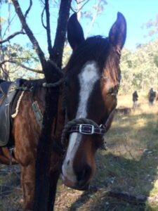 Chapman Valley Horseback Cattle Muster Drink Time Bay Gelding