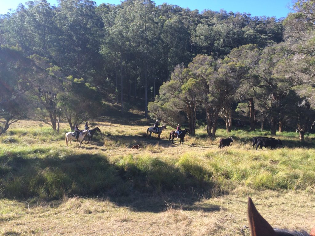 Cattle Muster Horseback Sydney