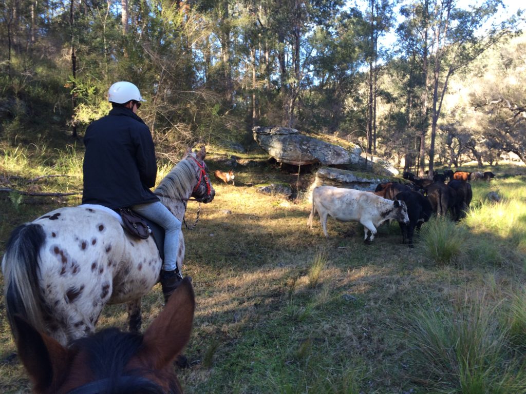 Horse Cattle Muster NSW