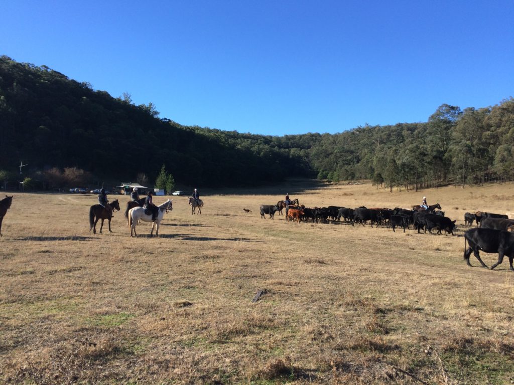 Horseback cow gathering experience