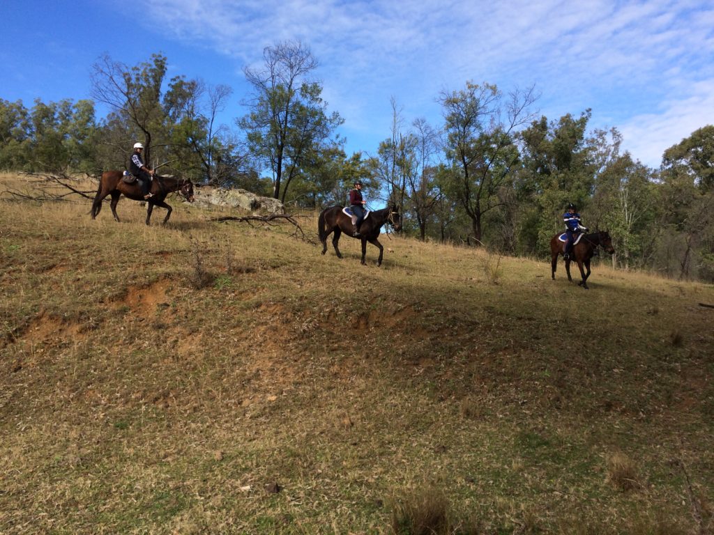 Horses riding Hunter Valley Cattle 