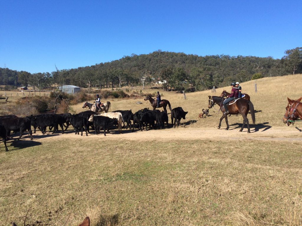 Ranch cattle round up Australia