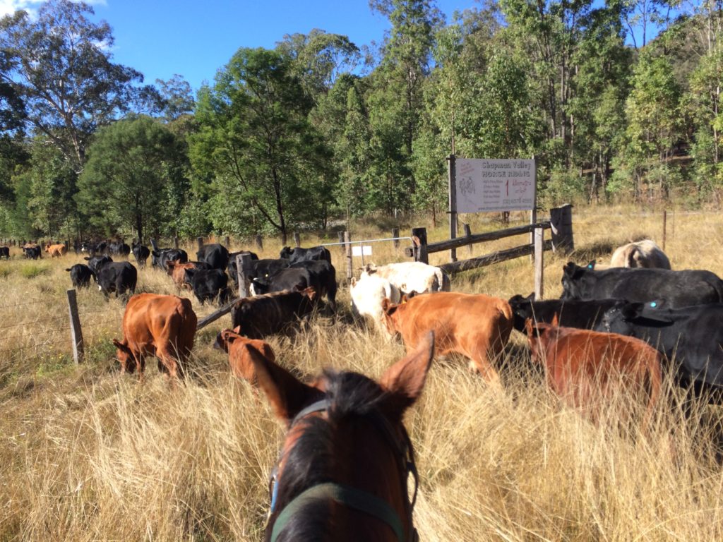 Farm work Cattle muster
