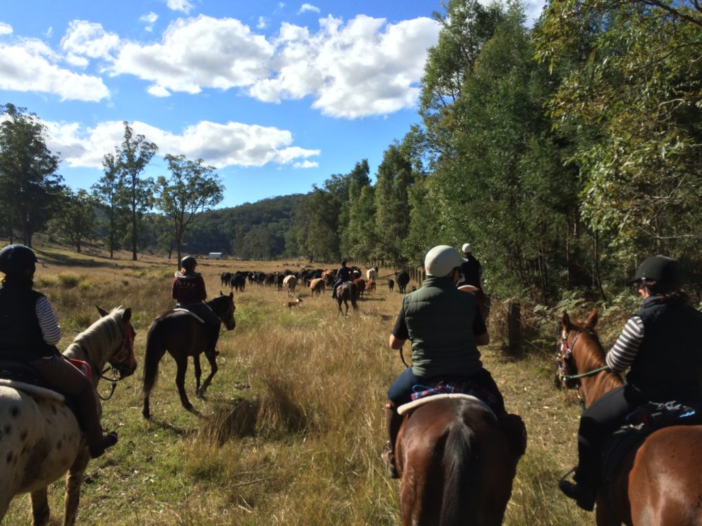 Horse cattle roundup australia hunter valley