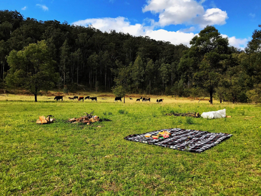 Picnic with the Cows!